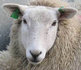Lleyn ewe
