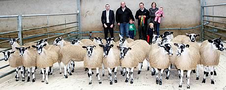 mule ewe lambs