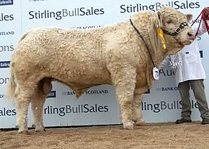 Balthayock Gunner at 17,000gns