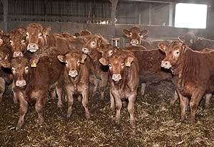 housed cattle