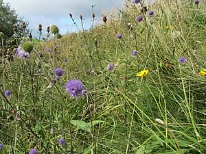flower-rich bank