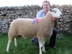 LLeyn Champion ram