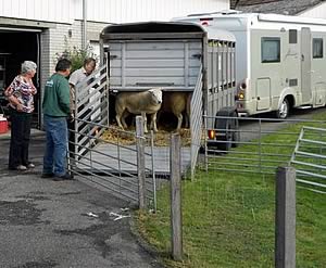 Texels being unloaded
