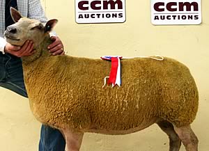 Charollais shearling ewe