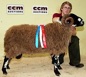 Dalesbred shearling ram