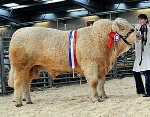 Caylers Goliath