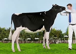 Langside Blaeberry 112