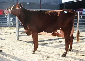 Strickley Starlet 114th