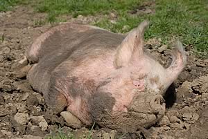 chill pig