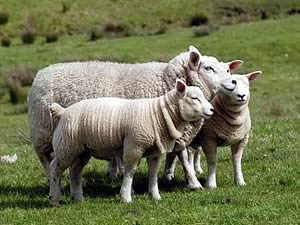 Ewe and lambs