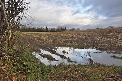 Difficult maize harvesting