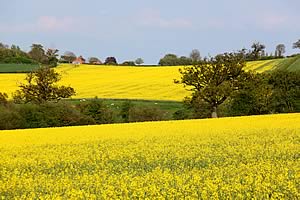 oilseed rape