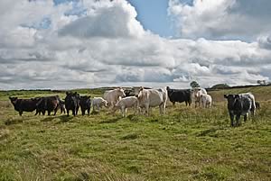 hill cattle