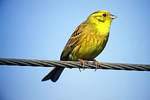 Yellowhammer