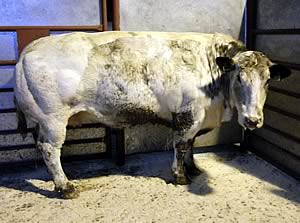 cast cow