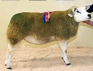 Texel supreme champion