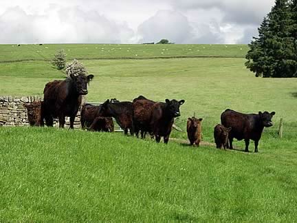 Galloway Cattle