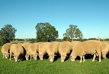 charollais sheep
