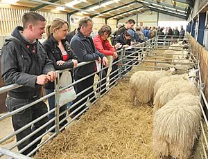 North Sheep