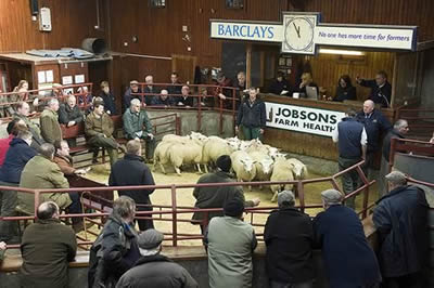 Longtown sheep ring