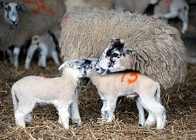 Newborn lambs