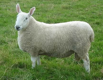 Border Leicester