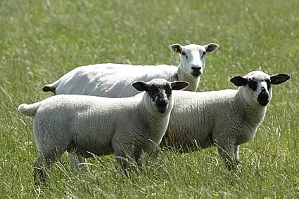 Ewe and Lambs