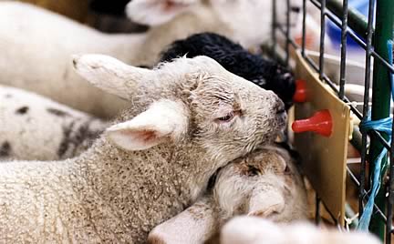 Lambs