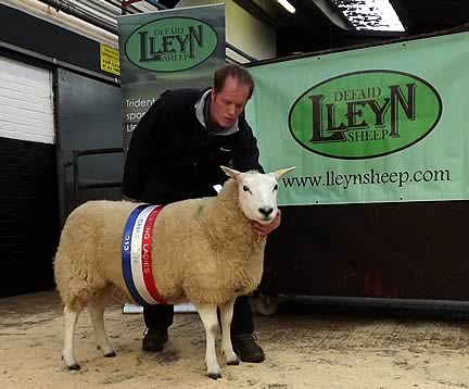 Carlisle in-lamb Champion H Goldie 1000gns