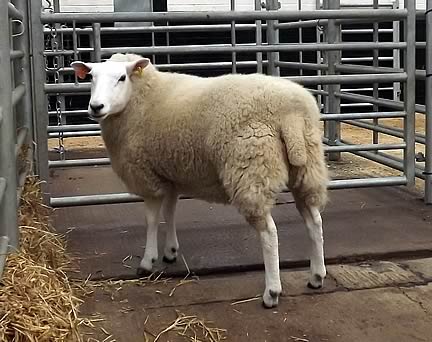 Carlisle in-lamb Top price 1500gns from E & D Jones