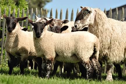 Ewes and Lambs