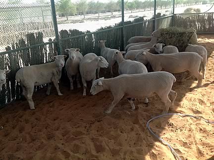 Sheep in Abu Dhabi