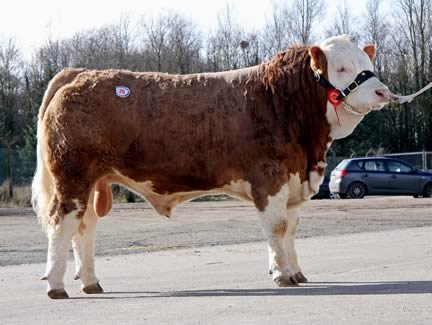 Kilbride Farm Doagh realised a top  price of 5,000gns