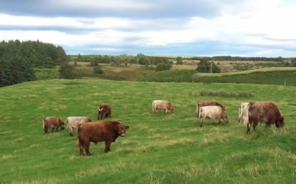 Highland Cross Steers