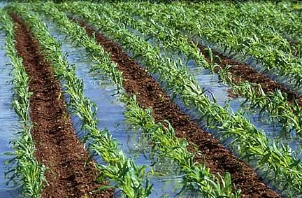 land plants