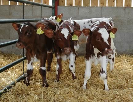 Dairy Calves