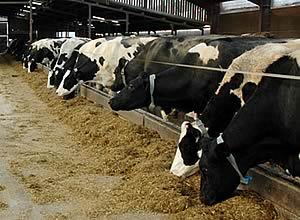Dairy Cows