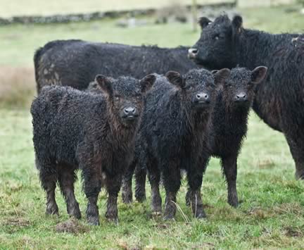 Galloway Cows & Calves