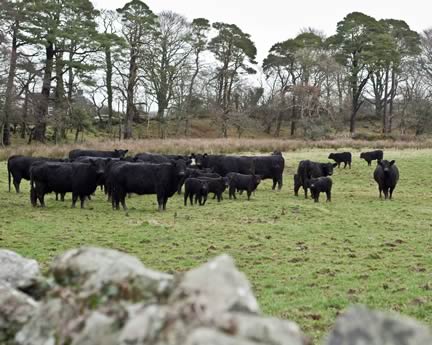 Part of the Galloway Herd
