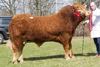 Top Priced Bull Dinmore Genus 7,500gns