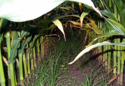 Undersowing maize with cocksfoot grass can have many benefits