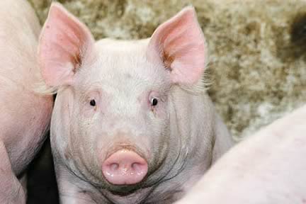 Pig