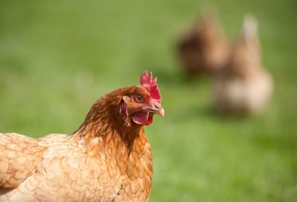 Free Range Hen