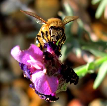 Bee