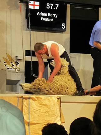 Adam Berry  – world class shearer attending this year’s Open Shears Competition