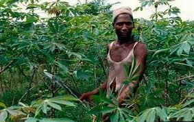 Cassava