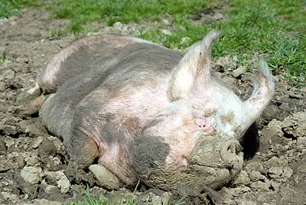Chill Out Pig