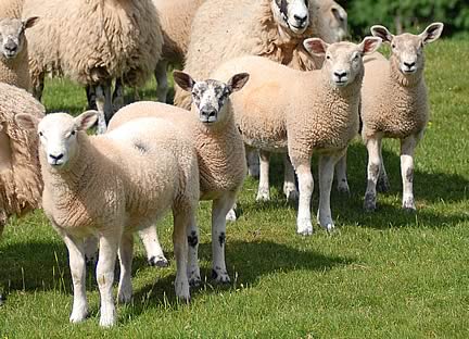 Lambs