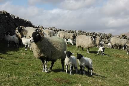 Ewes & Lambs