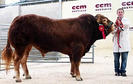 Ashley McInnes with the Heald family’s Craven Limousin Day senior bull supreme champion